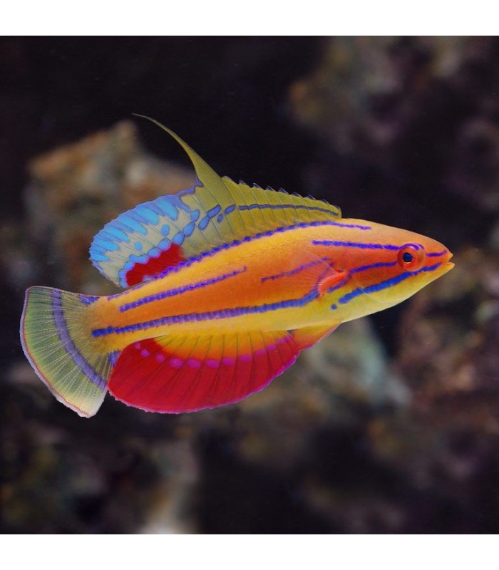 Paracheilinus Mccoskeri (reef safe)