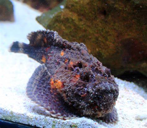 Synanceia Verrucosa
