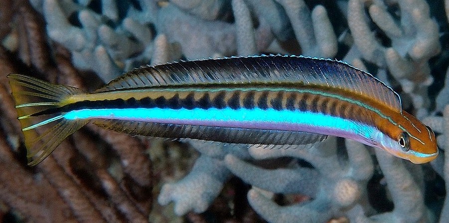 Plagiotremus Tapeinosoma (reef safe)