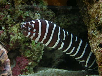 Echidna Zebra