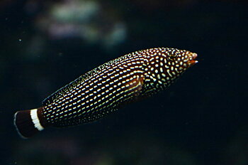 Anampses Lineatus (Reef safe)