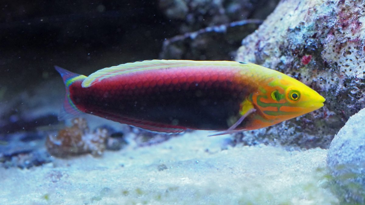 Halichoeres Iridis ( Reef safe)