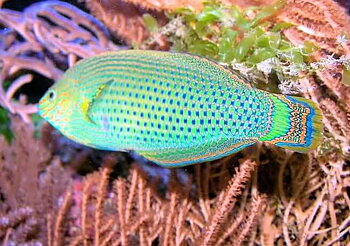Halichoeres Marginatus ( Reef safe)