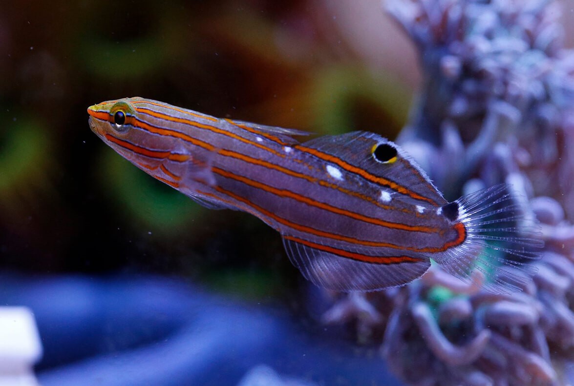 Amblygobius (Koumansetta) rainfordi (reef safe)