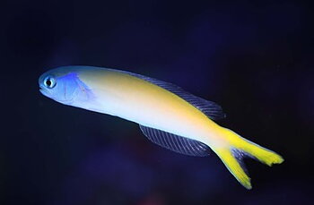 Hoplolatilus Starcki (reef safe) "Tilefish"
