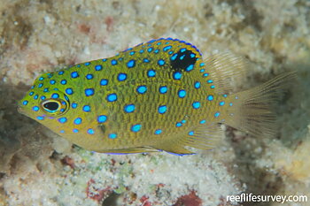 Plectroglyphidon Lacrymatus (reef safe)