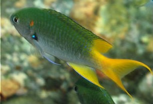 Neopomacentrus Nemurus (reef safe)