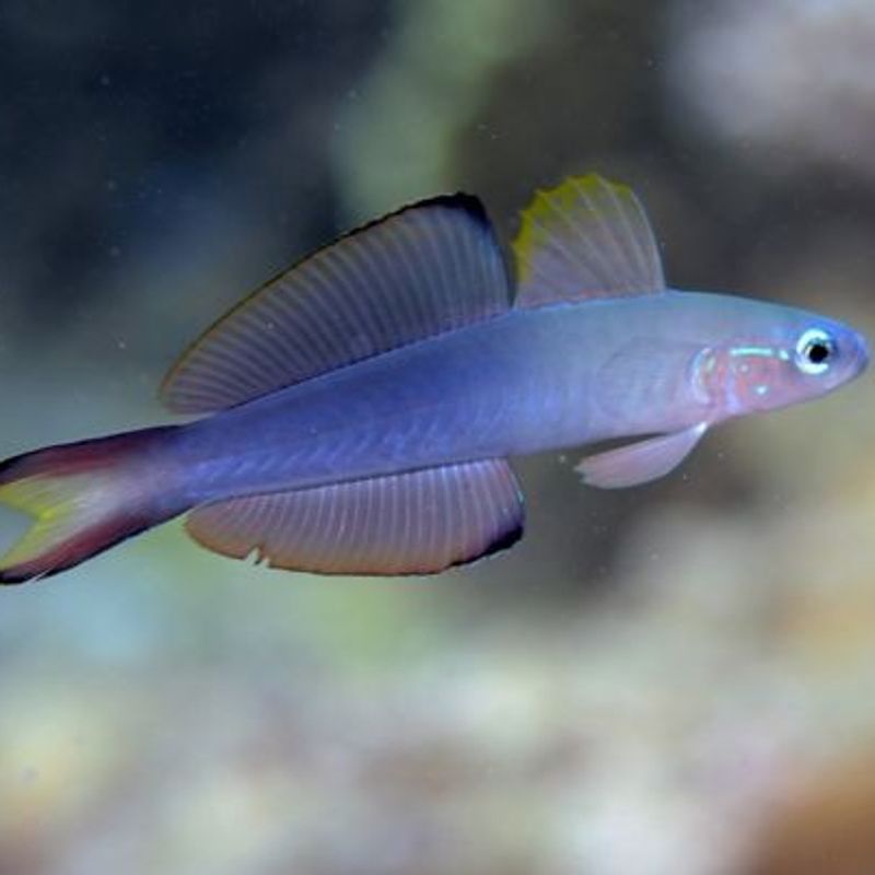 Ptereleotris Evides (reef safe)