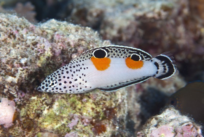Coris Aygula