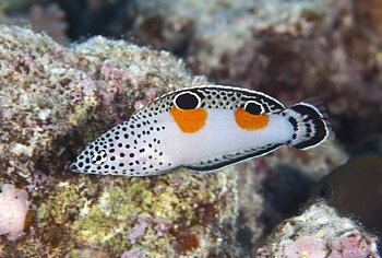 Coris Aygula