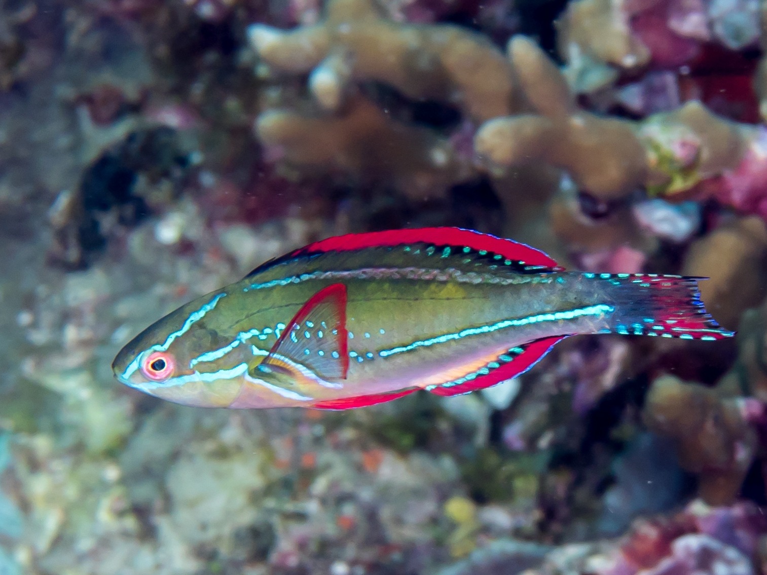 Cirrhilabrus Exquisitus ( Reef safe)
