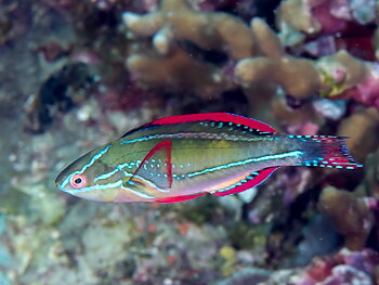 Cirrhilabrus Exquisitus ( Reef safe)