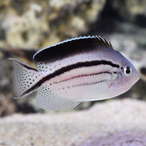 Genicanthus lamarck female