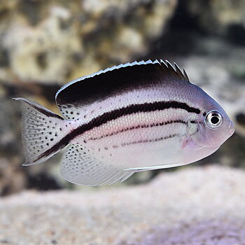 Genicanthus lamarck female