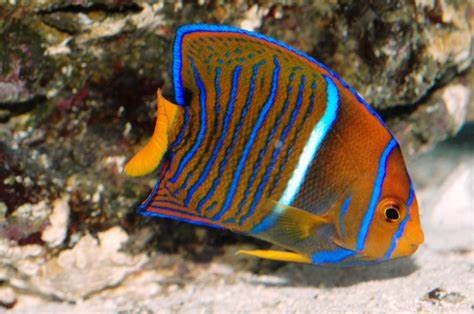 Holacanthus Passer