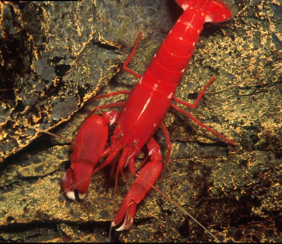 Alpheus fasqueli (reef safe)