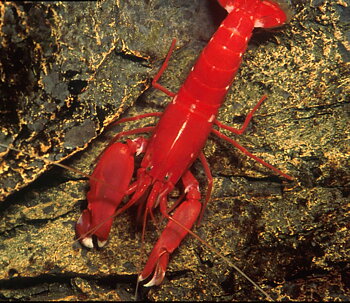 Alpheus fasqueli (reef safe)