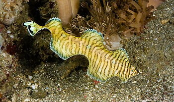 Soleichthys heterorhinos