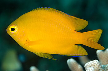 Pomacentrus Moluccensis (reef safe)