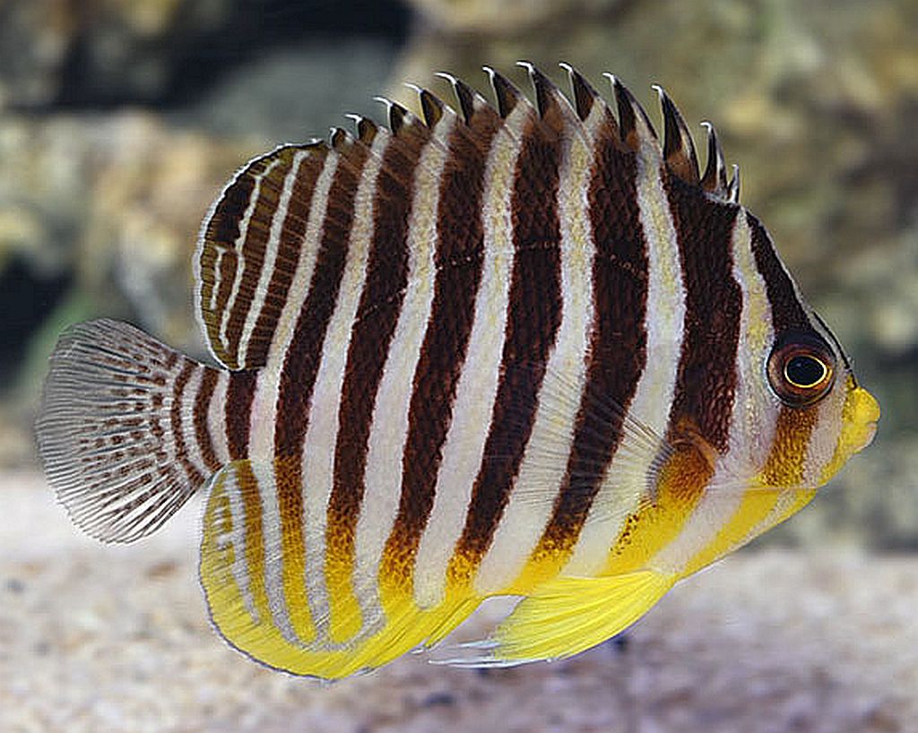 Paracentropyge multifasciata
