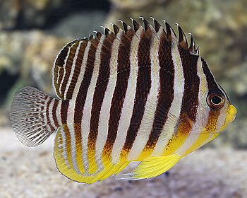 Paracentropyge multifasciata
