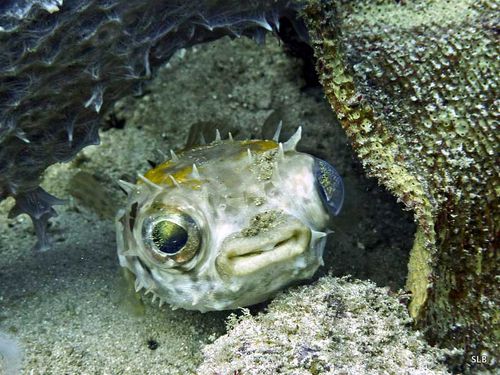 Cyclichthys orbicularis