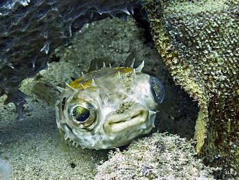 Cyclichthys orbicularis