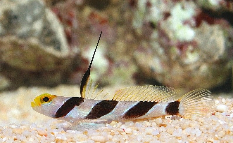 Stonogobiops nematodes (reef safe)