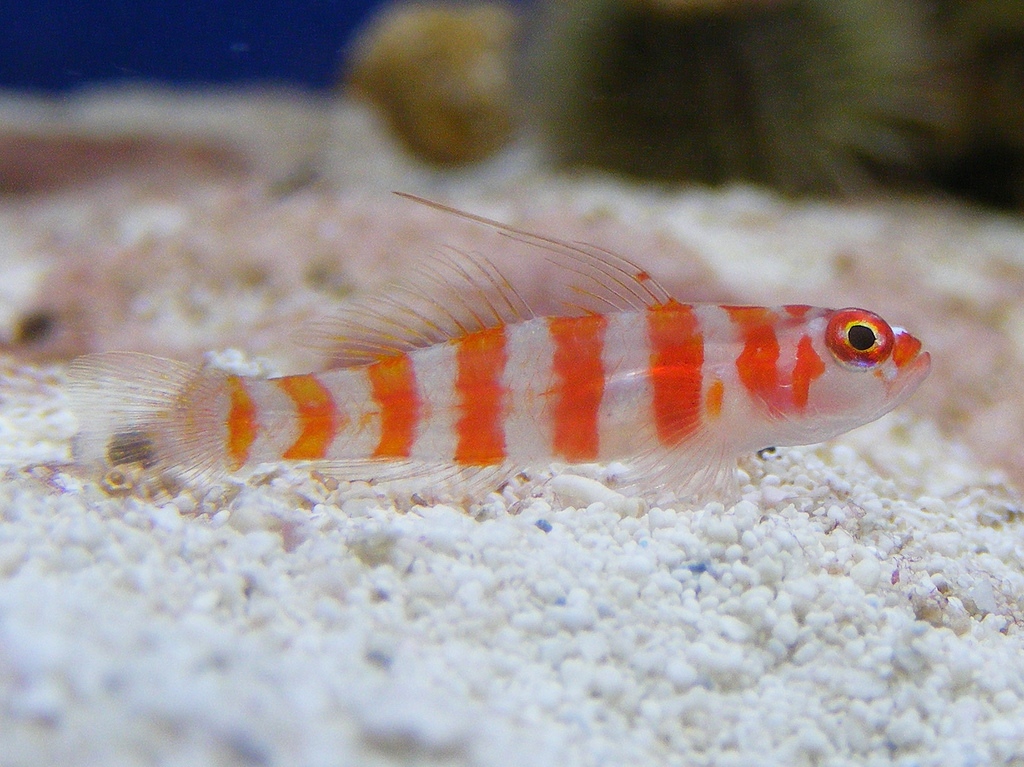 Trimma cana (reef safe)