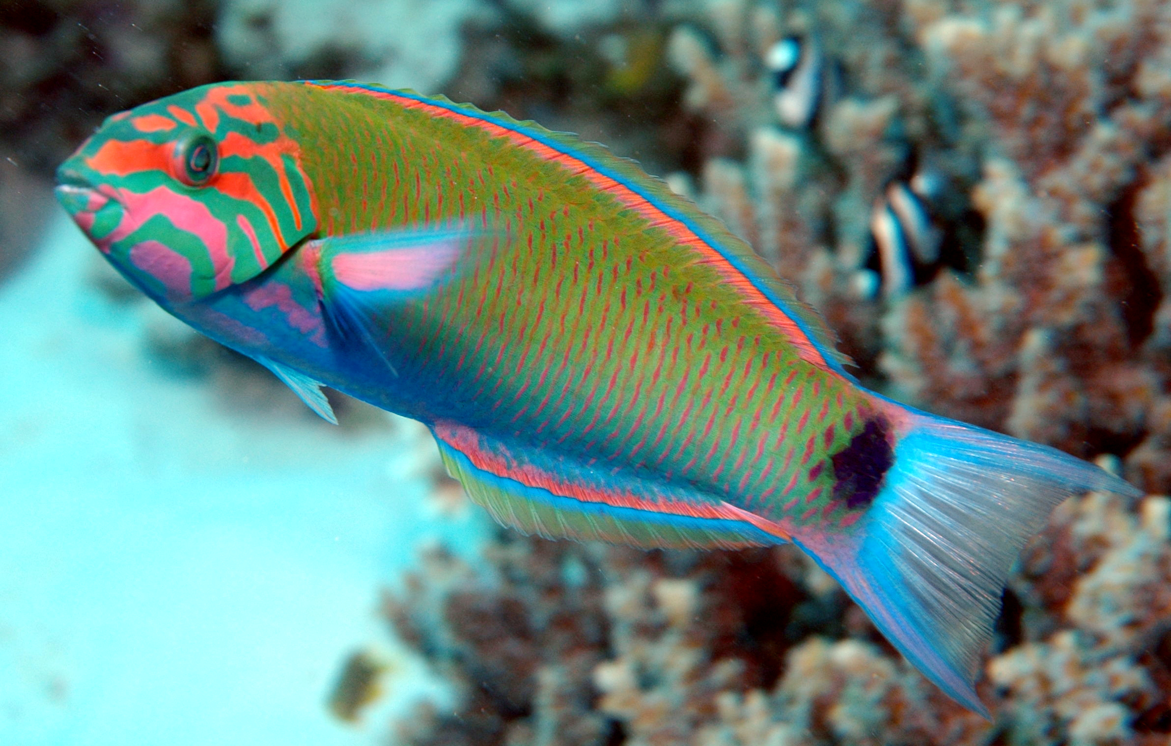 Thalassoma lunare (reef safe)