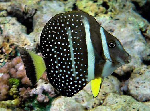 Acanthurus Guttatus (reef safe)