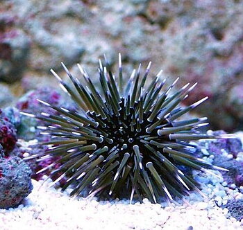 Echinometra mathaei