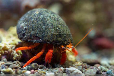 Clibanarius rutilus