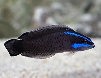 Pseudochromis springeri (reef safe)