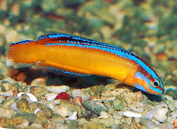 Pseudochromis aldabraensis (reef safe)