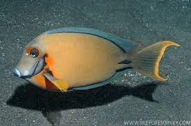 Acanthurus pyroferus (reef safe)