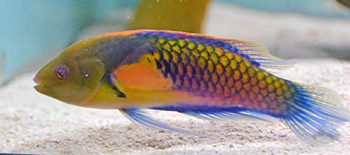 Cirrhilabrus cyanopleura (reef safe)