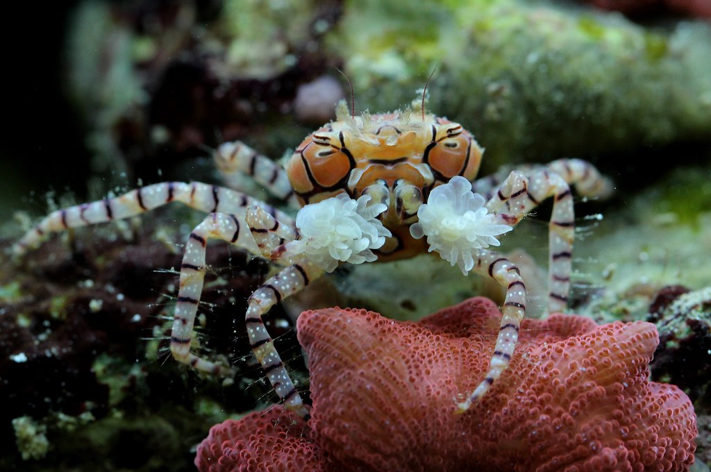 Lybia tesselata (reef safe )