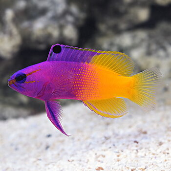 Gramma loreto (reef safe)