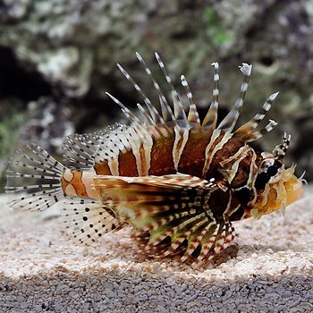 Dendrochirus zebra