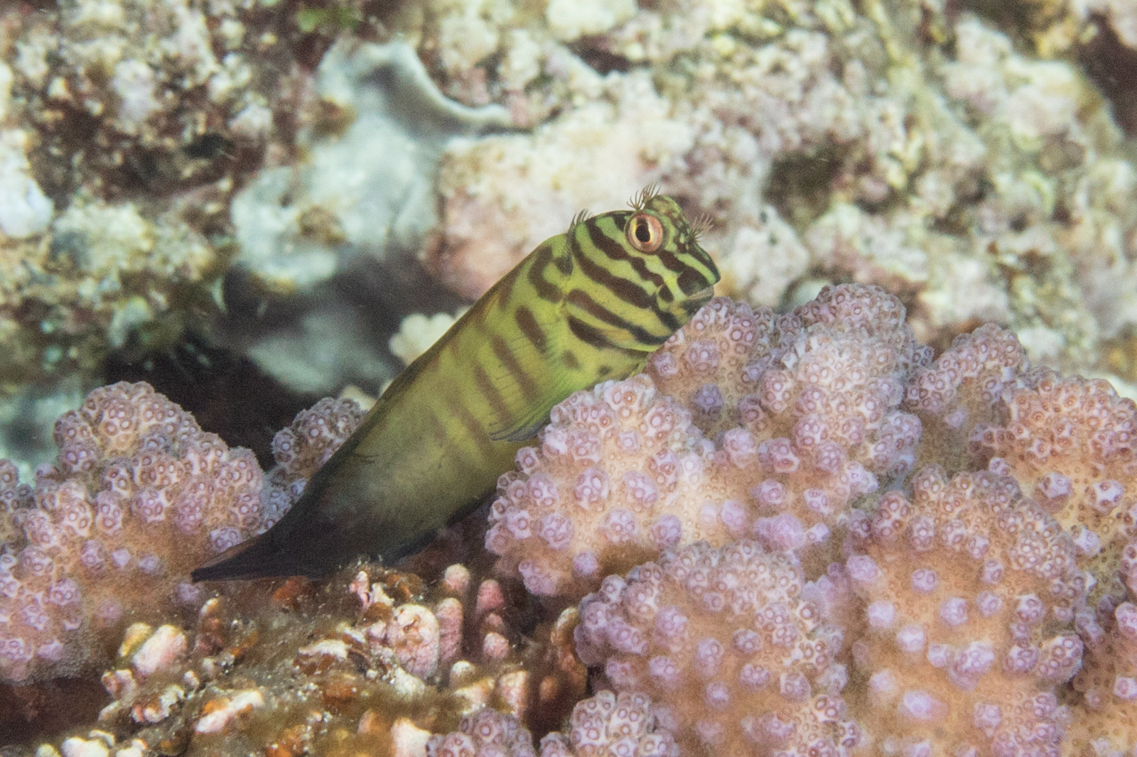 Cirripectes Castaneus (reef safe)
