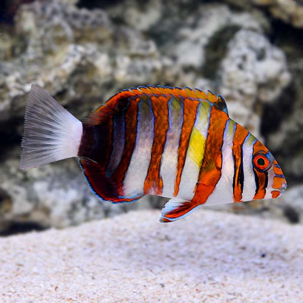 Choerodon fasciatus