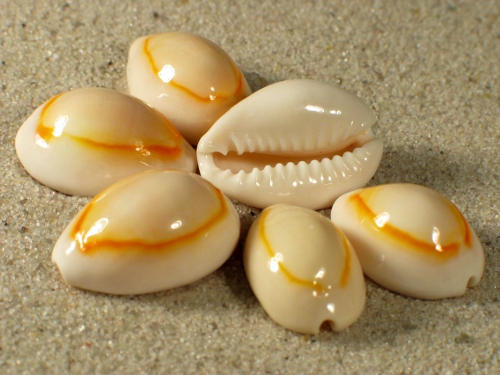 Monetaria Annulus