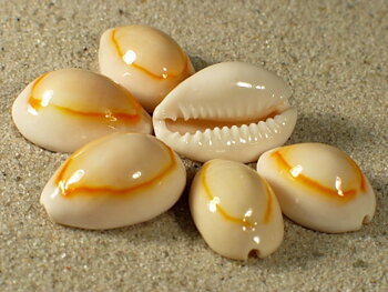 Monetaria Annulus