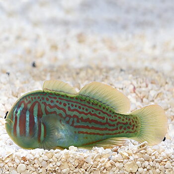 Gobiodon histrio (reef safe)