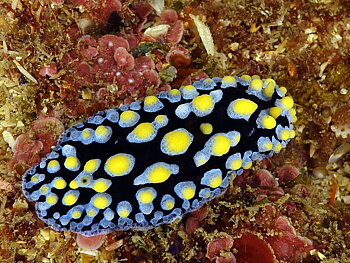 Phyllidia spp