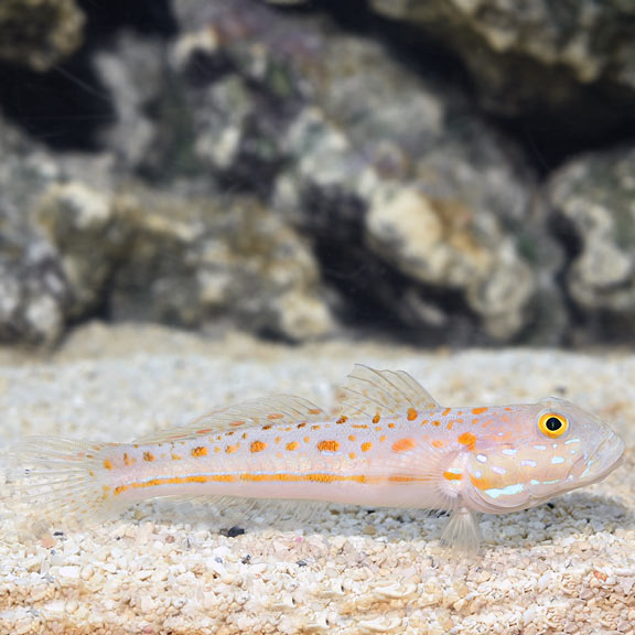 Valenciennea puellaris (reef safe)