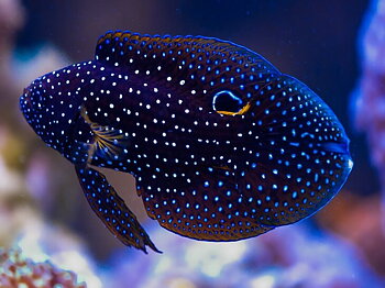 Calloplesiops altivelis
