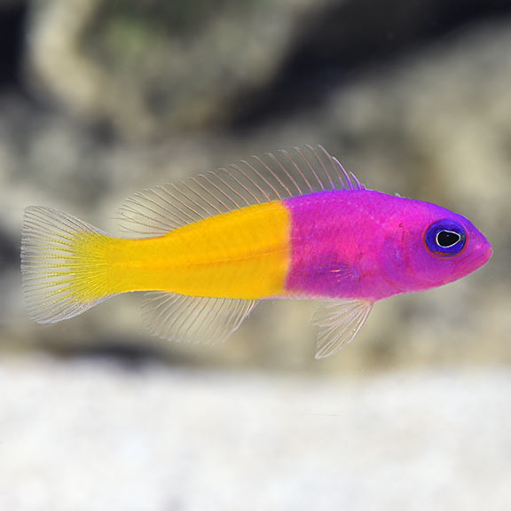Pictichromis paccagnellae (reef safe)