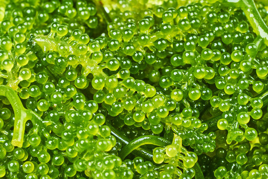 Caulerpa  Lentillifera